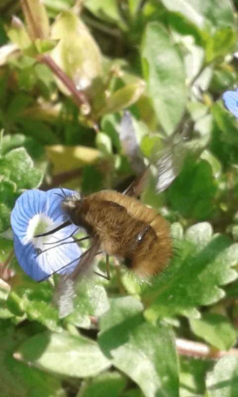 Bombyliidae : Bombylius major